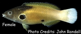  Labropsis alleni (Allen’s Tubelip Wrasse)