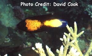  Labropsis manabei (Northern Tubelip Wrasse)