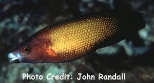  Labropsis micronesica (Micronesian Wrasse)