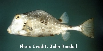  Lactophrys trigonus (Buffalo Trunkfish)