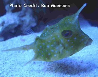  Lactoria cornuta (Longhorn Cowfish)