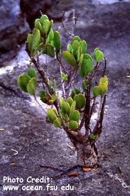  Laguncularia racemosa (White Mangrove)