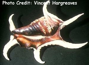  Harpago chiragra (Spider Conch)