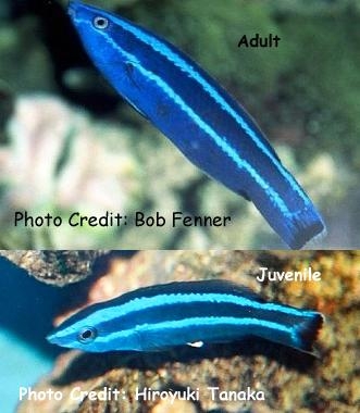  Larabicus quadrilineatus (Red Sea Cleaner Wrasse, Fourline Wrasse)