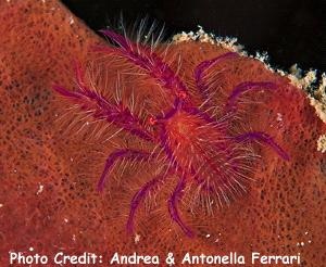  Lauriea siagiani (Hairy Squat Lobster)