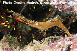  Leander plumosus (Plumed Shrimp, Rock Shrimp, Longnose Shrimp, Donald Duck Shrimp)