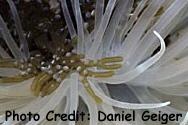  Lebrunia danae (Branching Anemone, Antler Anemone, Stinging Anemone)