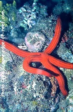  Leiaster speciosus (Velvety Sea Star)