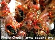  Lepas anserifera (Gooseneck Barnacles)