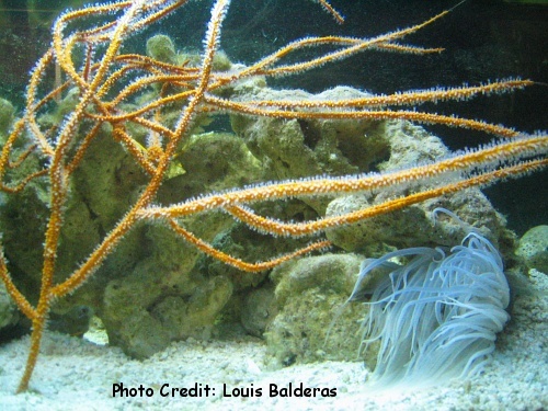  Leptogorgia miniata (Carmine Sea Spray, Sea Whip)