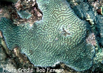  Leptoria phrygia (Brain Coral, Closed Brain Coral, Maze Coral, Labyrinth Coral )
