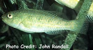  Leptoscarus vaigiensis (Marbled Parrotfish)