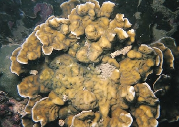  Leptoseris foliosa (Plate Coral, Wrinkle Coral)