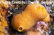  Leucetta chagoensis (Encrusting Yellow Sponge)