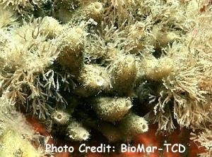  Leuconia johnstoni (Tube Sponge Clusters)