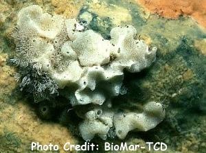  Leuconia nivea (Encrusting Sponge)
