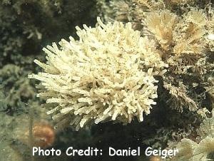  Leucosolenia botryoides (White Branching Tube Sponge)