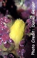  Leucosolenia eleanor (Tube Ball Sponge)