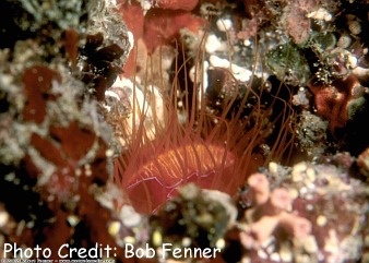  Limaria fragilis (Fragile File Clam)