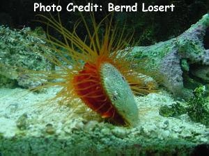  Limaria scabra (Flame Scallop)