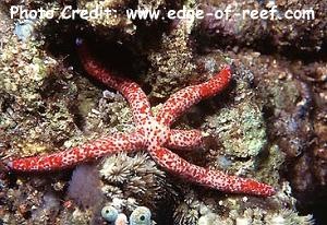  Linckia multifora (Red Linckia, Red Star, Comet Sea Star)