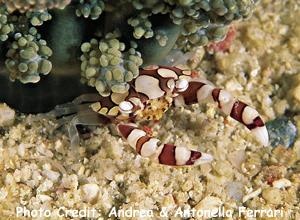  Lissocarcinus laevis (Anemone Crab)