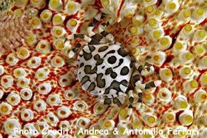  Lissocarcinus orbicularis (Cucumber Crab, Red Spotted White Crab)