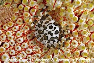  Lissocarcinus orbicularis (Cucumber Crab, Red Spotted White Crab)