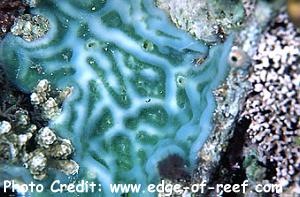  Lissoclinum patellum (Marbled Sea Squirts)