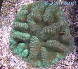  Lobophyllia hataii (Flat Brain Coral, Lobed Brain Coral)