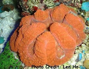  Lobophyllia hemprichii (Meat Coral, Wrinkle Coral, Lobed Brain Coral, Brain Coral, Open Brain Coral, Flat Brain Coral, Red Brain Coral, Modern Coral, Large Flower Coral)