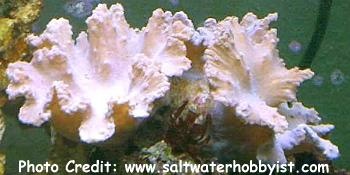  Lobophytum crassum (Cabbage Coral)