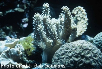  Lobophytum pauciflorum (Devils Hand Coral)