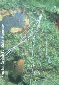  Loimia medusa (Spaghetti / Thread Worm)