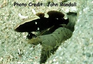  Lotilia graciliosa (Whitecap Shrimp Goby)