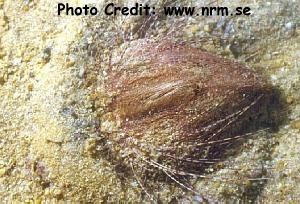  Lovenia elongata (Elongated Heart Urchin)