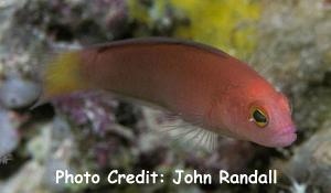  Lubbockichthys multisquamatus (Finescale Dottyback, Pink Dottyback)