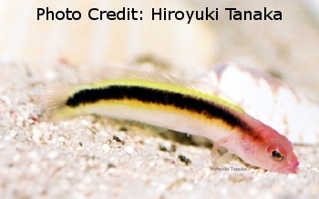  Lubbockichthys tanakai (Tanaka’s Dottyback)