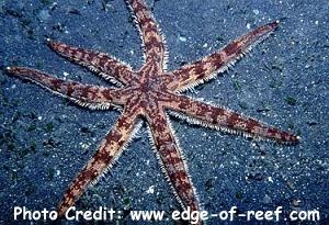  Luidia maculata (Southern Sand Star)