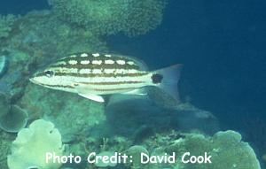  Lutjanus decussatus (Checkered Snapper)