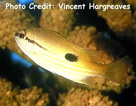  Lutjanus ehrenbergii (Blackspot Snapper)