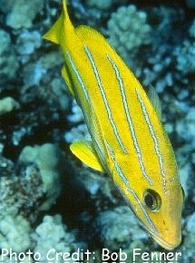  Lutjanus kasmira (Bluelined Snapper, Bluestriped Snapper)