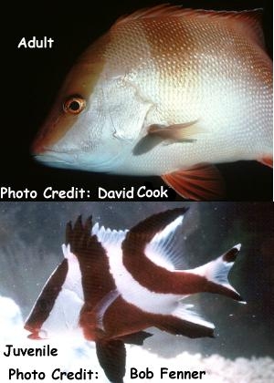  Lutjanus sebae (Sebae Snapper, Emperor Snapper, Red Snapper)