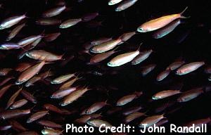  Luzonichthys waitei (Waites Splitfin, Magenta Anthias)