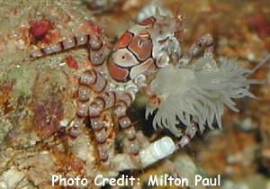  Lybia tessellata (Boxer Crab, Pom-Pom Crab)