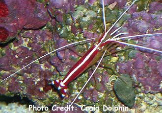  Lysmata amboinensis (Scarlet Cleaner Shrimp, White-striped Shrimp, Skunk Shrimp)