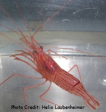  Lysmata ankeri (Western Peppermint Shrimp)