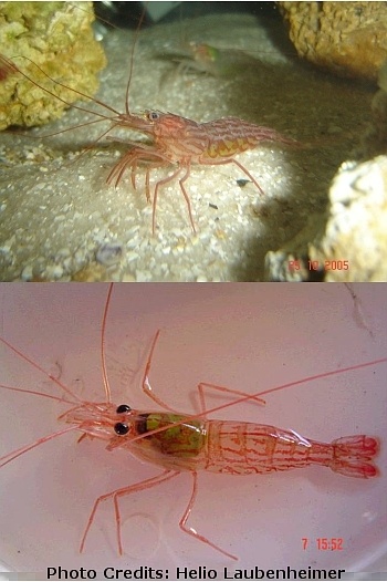  Lysmata bahia (Western Peppermint Shrimp)