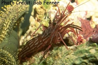  Lysmata californica (Catalina Peppermint Shrimp, Red Rock Shrimp)