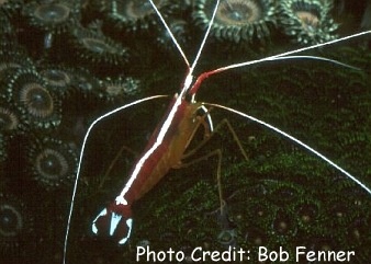  Lysmata grabhami (Candy Cane Cleaner Shrimp, Atlantic White-striped Cleaner Shrimp)